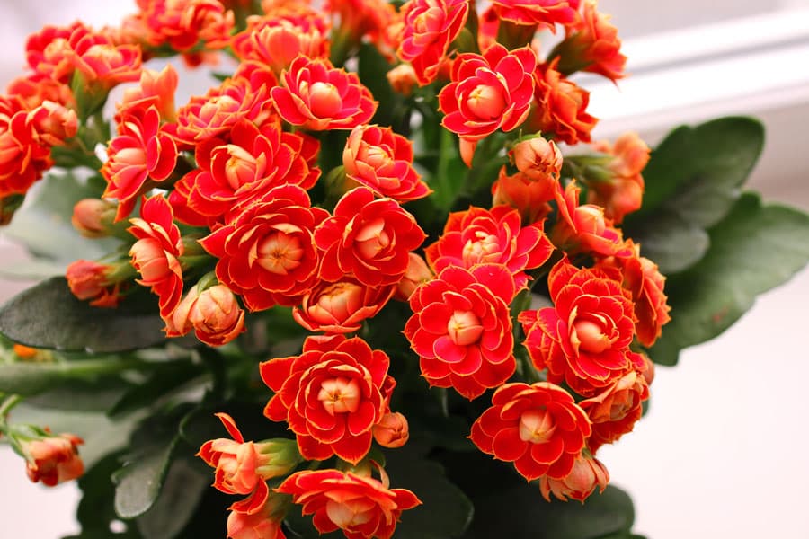 Flores boda en Ferrol