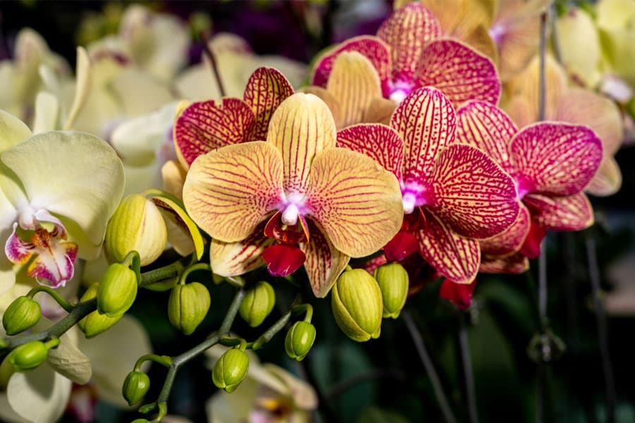 Flores para regalar en Ferrol