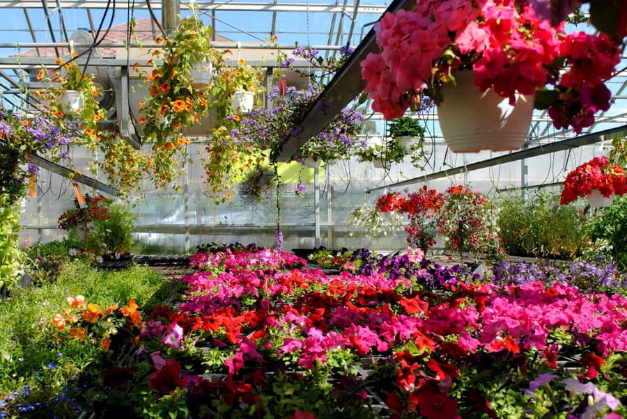 Tienda de flores en Ferrol